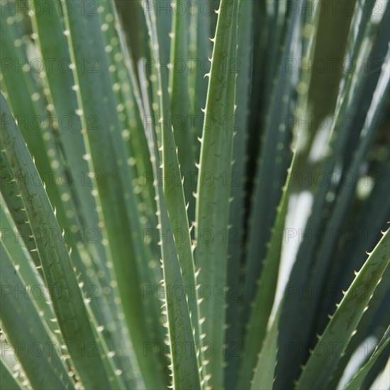 Close up of agave plant.