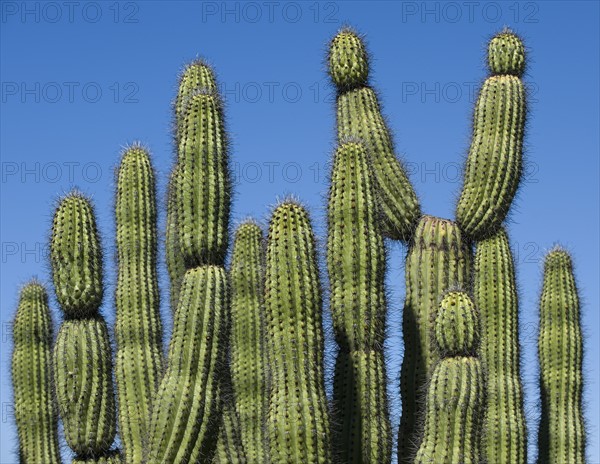 Organ Pipe Cactus against blue sky.