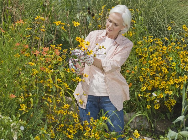 Senior woman pruning flower bushes.