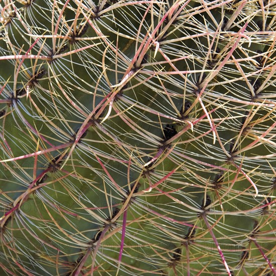 Close up of Barrel Cactus.