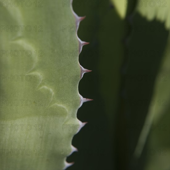 Close up of agave plant.