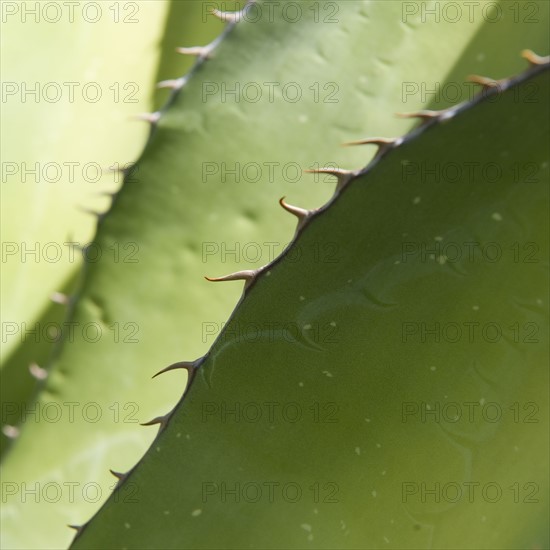 Close up of agave plant.