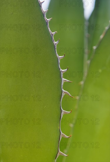 Close up of agave plant.