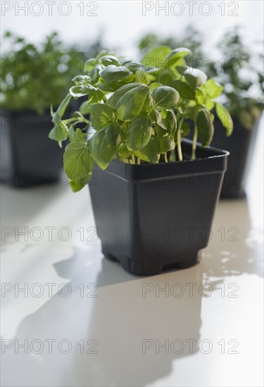 Thyme and basil plants.