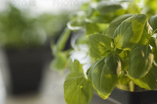 Close up of basil plant.