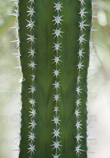 Close up of cactus.