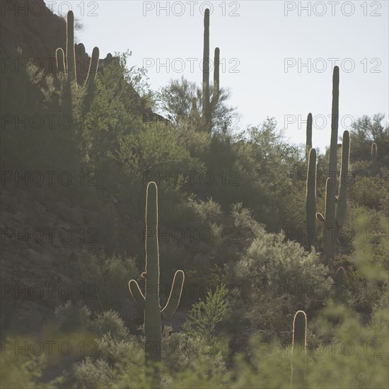 Cactus plants, Saguaro National Park, Arizona.