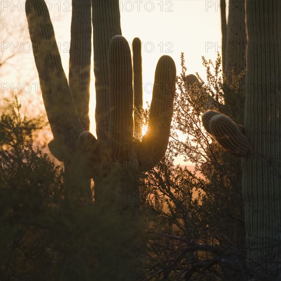 Sun behind cactus plants, Saguaro National Park, Arizona.