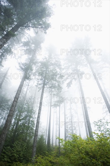 Foggy forest, Hood River, Oregon. Date: 2008