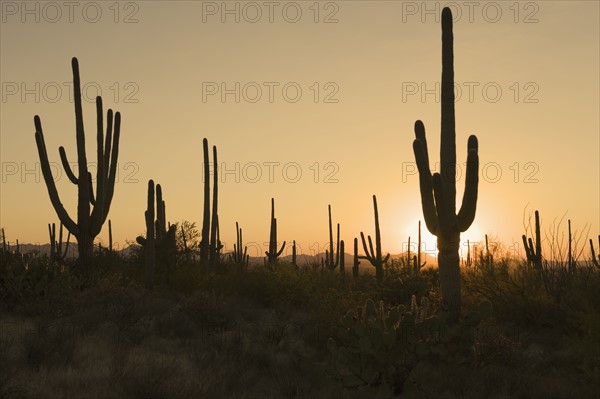 Sun behind cactus plants, Saguaro National Park, Arizona.