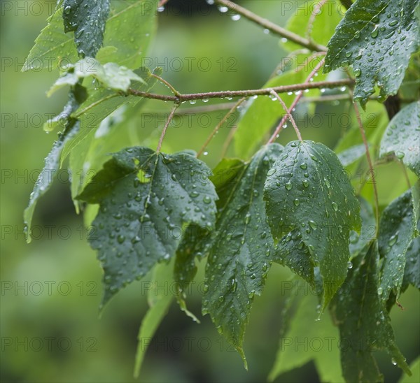 Close up of raindrops on green leaves.