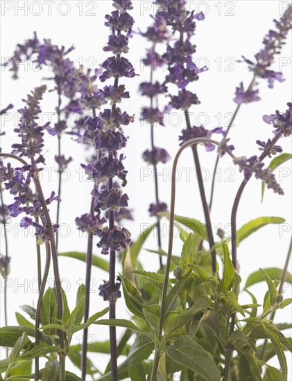 Close up of lavender.