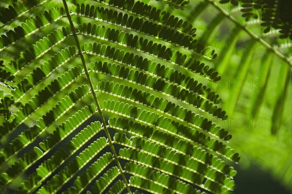 Close up of topical plant, Bermuda.