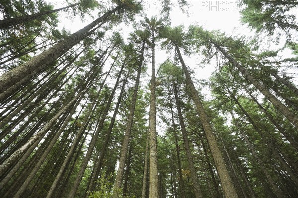 Towering trees, Hood River, Oregon. Date: 2008