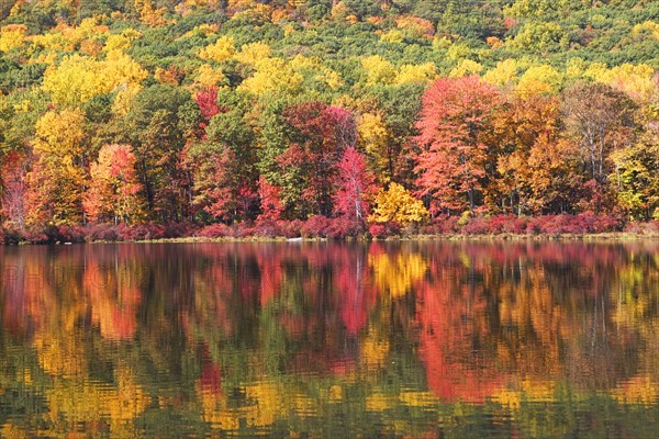 Autumn foliage, Bear Mountain, New York. Date : 2008