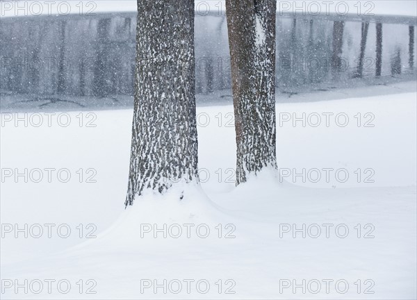 Trees in winter.