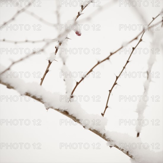 Plant in snow.