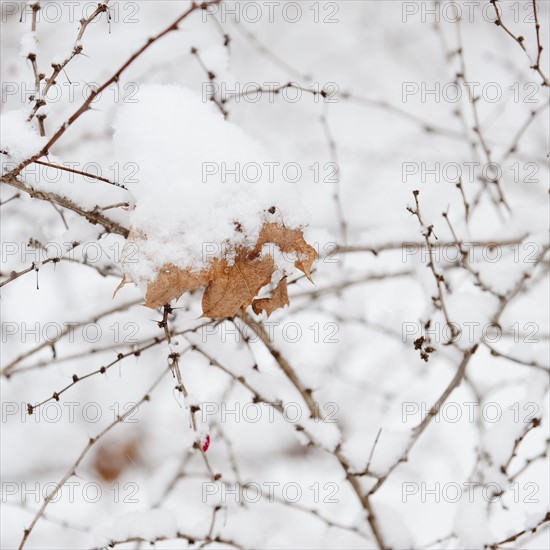 Plant in snow.