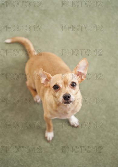 Small dog sitting on carpet.