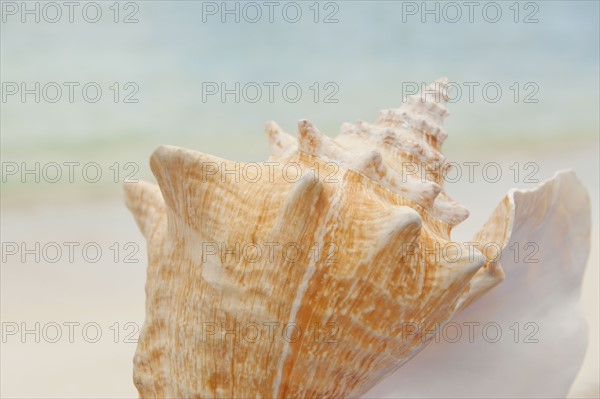 Close up of conch shell.