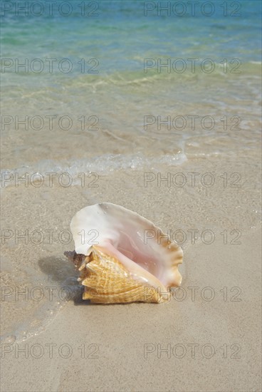 Conch shell on beach.