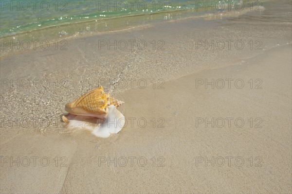 Conch shell on beach.