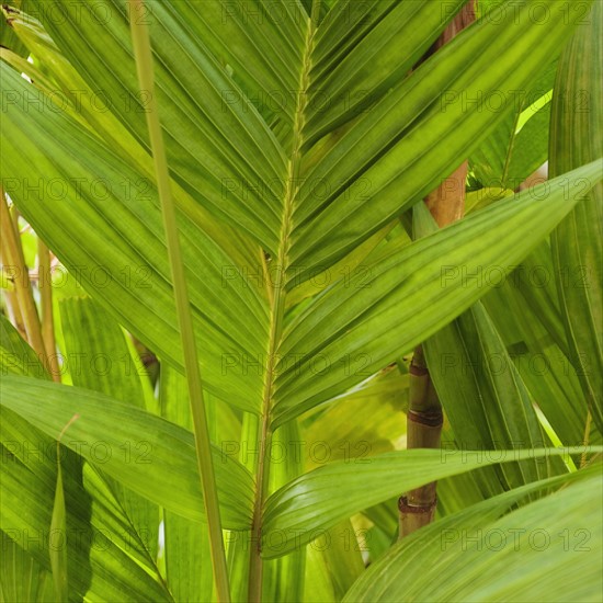 Close up of tropical leaf.