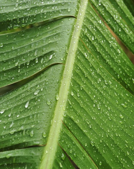 Close up of wet tropical leaf.