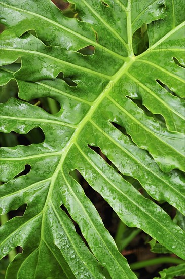 Close up of wet tropical leaf.