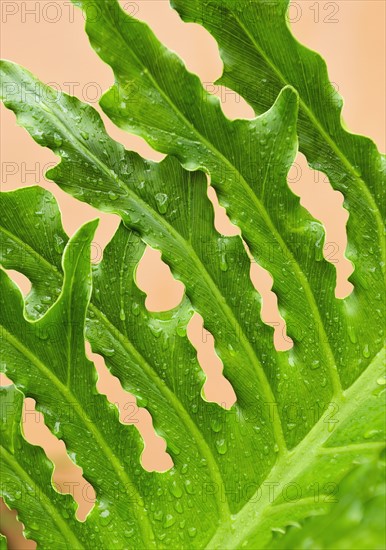 Close up of wet tropical leaf.