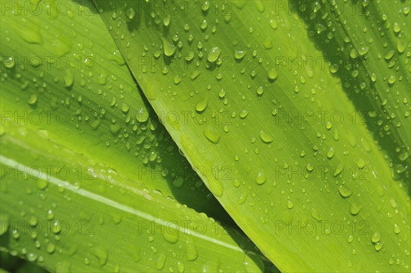 Close up of wet tropical leaf.