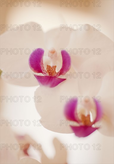 Close up of orchid.