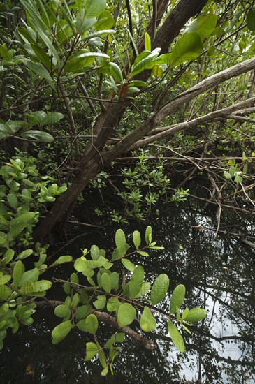 Tropical salt pond.