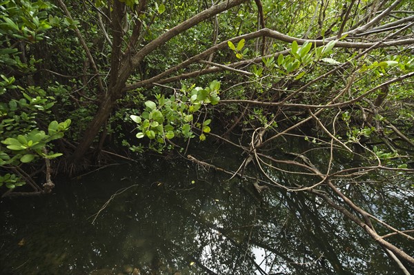 Tropical salt pond.