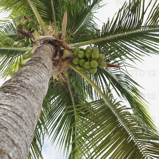 Palm tree and coconuts.