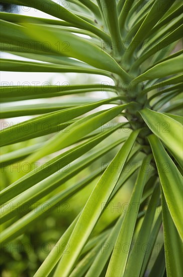 Close up of tropical plant.