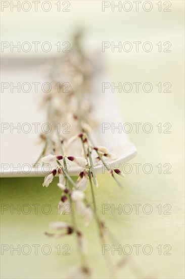 Close up of tropical flowers.