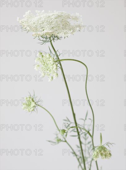 Close up of flower. Photographe : Jamie Grill