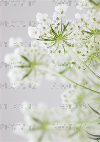 Close up of flower. Photographe : Jamie Grill