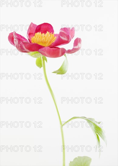 Close up of flower. Photographe : Jamie Grill