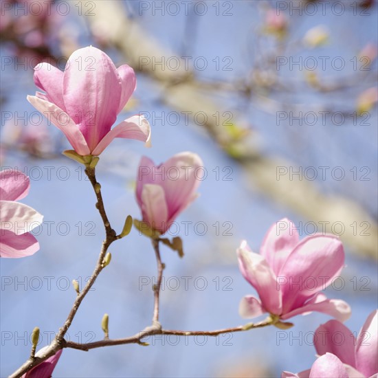 Close up of spring flowers on tree. Photographe : Jamie Grill