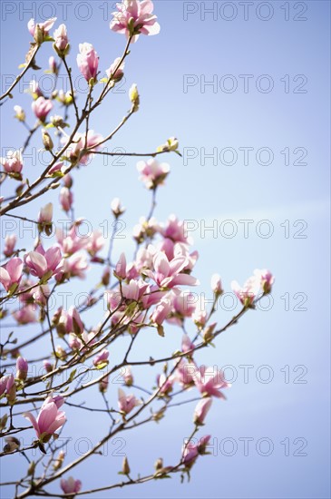 Close up of spring flowers on tree. Photographe : Jamie Grill