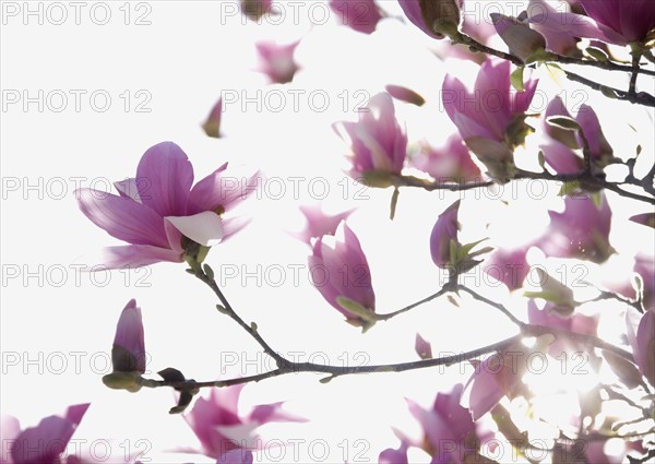 Close up of spring flowers on tree. Photographe : Jamie Grill