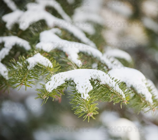 Snowy branch in winter. Photographe : Jamie Grill