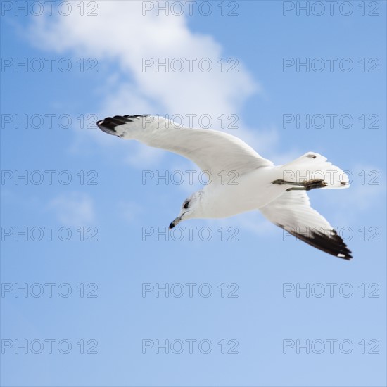 Seagull flying over ocean. Photographe : Jamie Grill