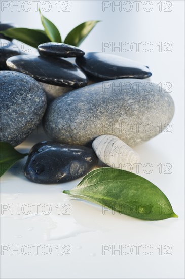 Assorted stones and leaves. Photographe : Daniel Grill