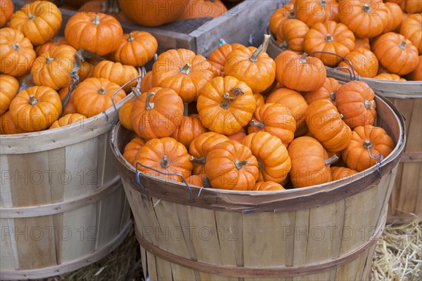 Baskets of decorative pumpkins. Photographe : fotog