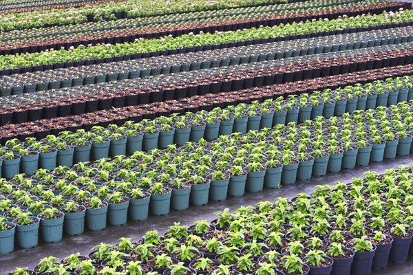 Rows of nursery plants. Photographe : fotog