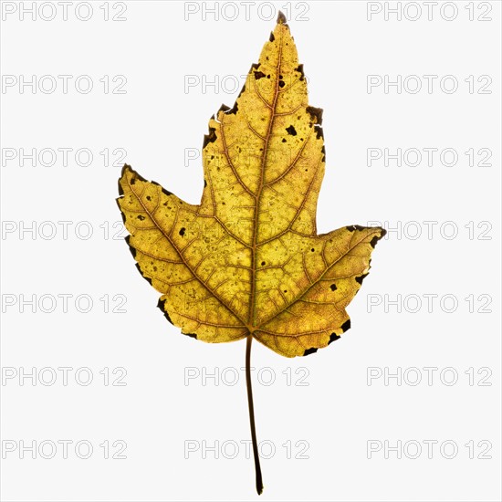 Autumn leaf. Photographe : Joe Clark