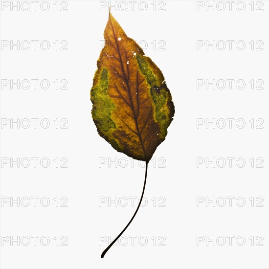 Autumn leaf. Photographe : Joe Clark